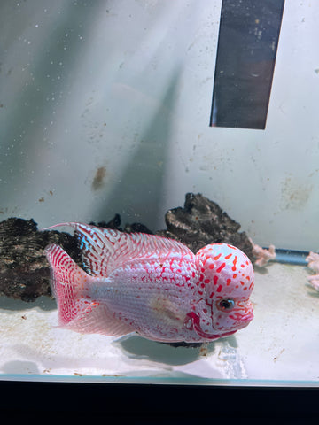 VIP Thick Pearl Golden Base Kamfa F2 Flowerhorn size 6” Premium VIP Collection Grade (High-End Flowerhorn)