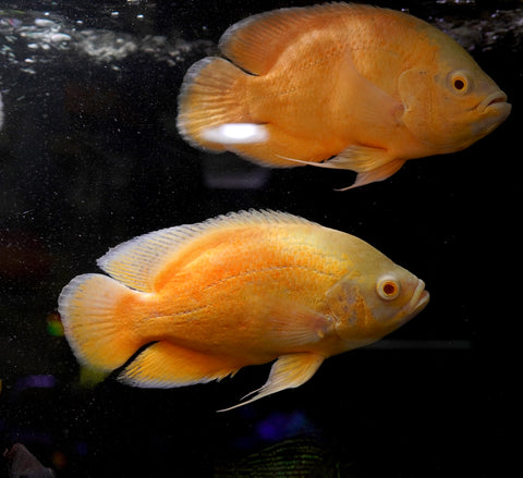 Full Body Lemon Oscar Size Large 9”-10”