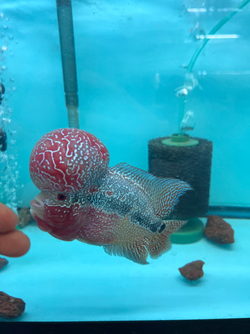 VIP Flowerhorn Red Base Super Pearl Kamfa F3 Hybrid size 6” Premium Collection Grade (High-End Flowerhorn)