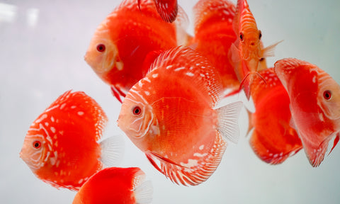 Red Panda Discus Fish 4”-4.5" High Quality Discus