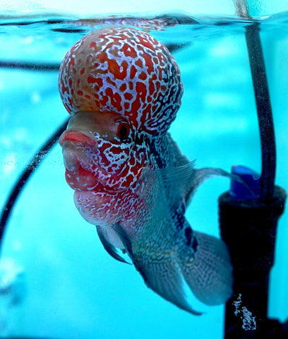 #2 Super Red Dragon Flowerhorn (Super Big Hump Head)