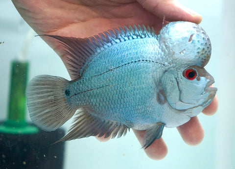 Thai Silk Male Flowerhorn size 4.5”