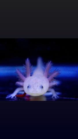 Dirty Lucy Axolotl SIZE 3-3.5”