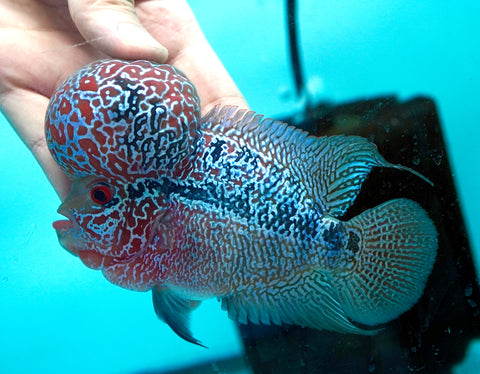 #2 Super Red Dragon Flowerhorn (Super Big Hump Head)