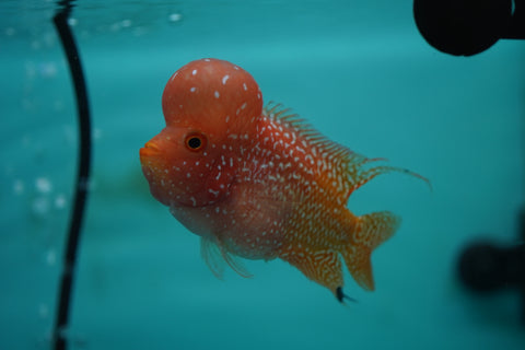 *NEW #7 Golden Base Kamfa Male Flowerhorn (Mini Size 2.5”) Potential Small Kamfa