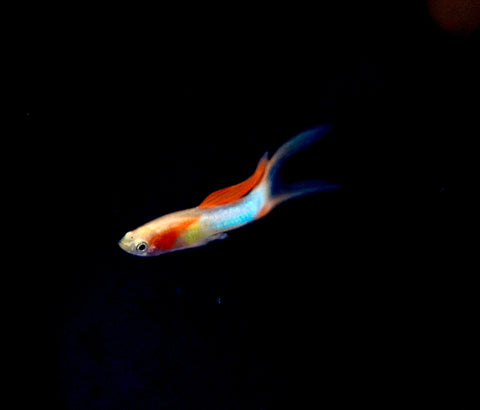 *RARE* Double Swords Red Wild Endler Guppy