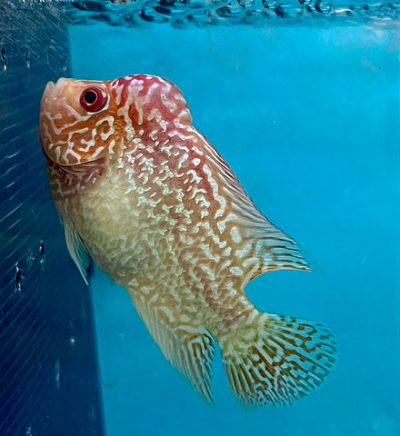 New Arrival #5 Golden Base Kamfa Male Flowerhorn (Mini Size 2.5”) Potential Small Kamfa