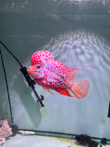 #2 VIP Thick Pearl Golden Base Red Kamfa F2 Flowerhorn size 6” Premium VIP Collection Grade (High-End Flowerhorn)