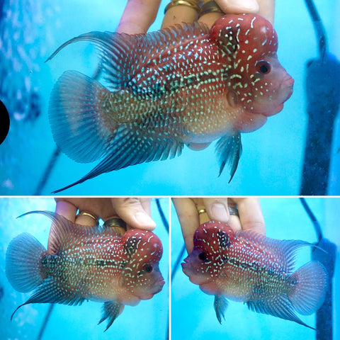 #4 (SRD) Size 3.5" Super Red Dragon Big Head Male Flowerhorn - Deep Red and Pearl