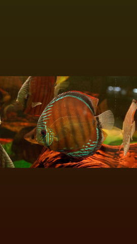 (Brazil Imported)Nhamunda River Red Wild Discus Size Large 6.5”-7” Special Order Wild Discus Fish