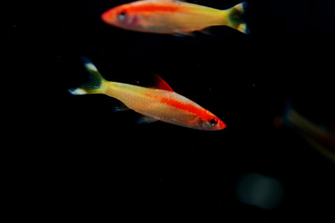 Golden Roseline Shark