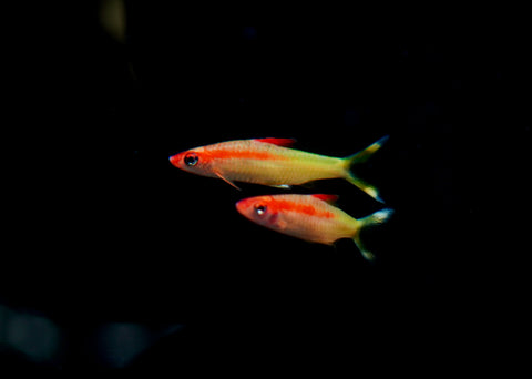 Golden Roseline Shark