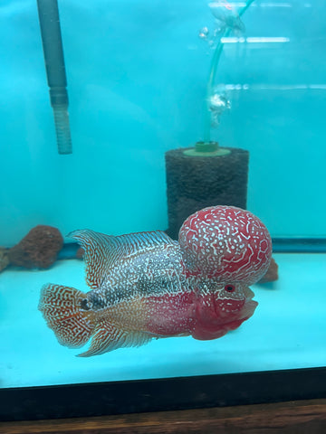 VIP Flowerhorn Red Base Super Pearl Kamfa F3 Hybrid size 6” Premium Collection Grade (High-End Flowerhorn)