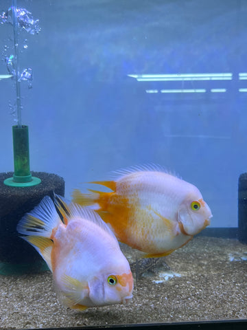 Rare Golden Koi Parrot Fish(Panda) Ground Body Parrot Cichlid (White and Yellow) - Size 5-6” Premium Grade A+