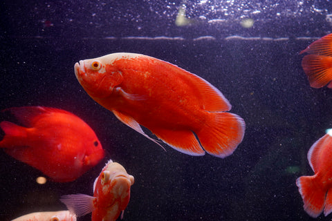 Super Red Chili Oscar Size Large 9”-10”
