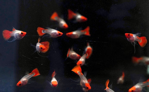 LIMITED STOCK “Glass Belly” See Through Koi Ribbon Guppy