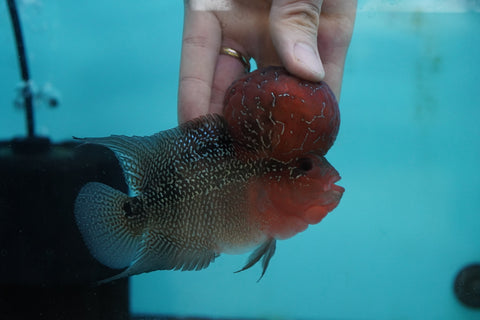 #8 Super Red Dragon Flowerhorn (Super Big Hump Head)