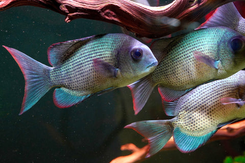 * RARE * Menarambo (Paretroplus menarambo) Madagascar Cichlids Captive Breed (Wild Extinct)