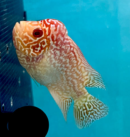 New Arrival #5 Golden Base Kamfa Male Flowerhorn (Mini Size 2.5”) Potential Small Kamfa