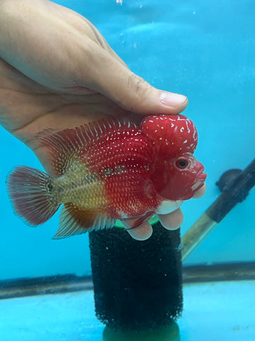 New Arrival #1 Two Tones Super Red Dragon Male Flowerhorn (SRD 2 tones color)