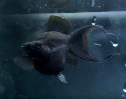 Breeding Size Black Balloon Molly