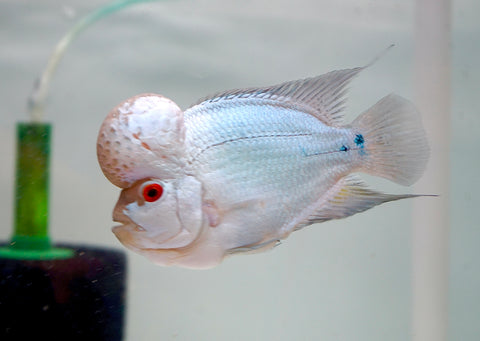 Thai Silk Male Flowerhorn size 4.5”