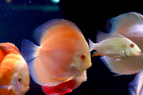 Albino Yellow High Body Discus size 4.5” Premium Grade Discus