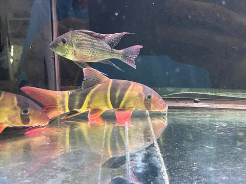 Clown Loach Size 10”