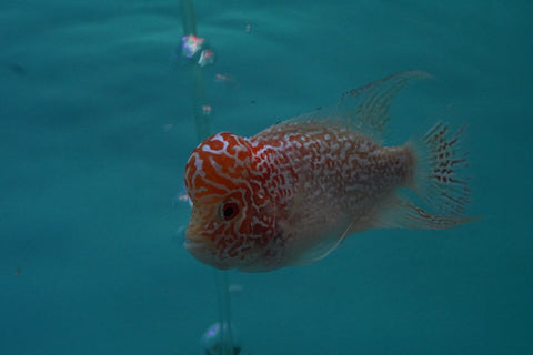 *NEW  #4 Golden Base Kamfa Male Flowerhorn (Mini Size 2.5”) Potential Small Kamfa