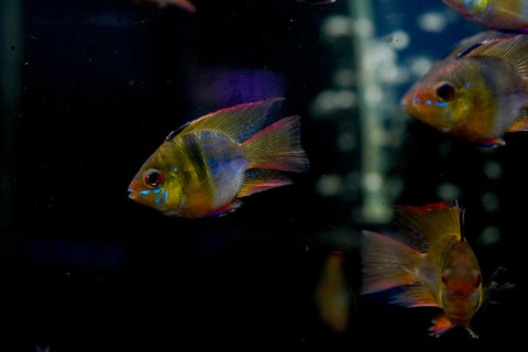 German Balloon Rams - Cichlid Rams Short Body