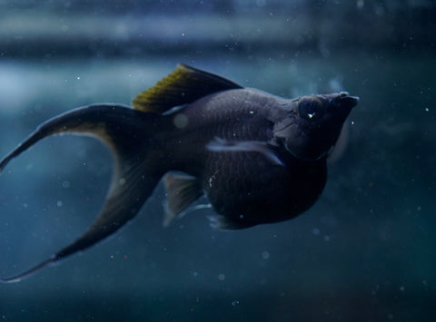 Breeding Size Black Balloon Molly