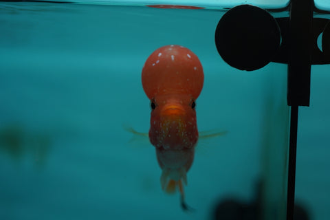 *NEW #7 Golden Base Kamfa Male Flowerhorn (Mini Size 2.5”) Potential Small Kamfa