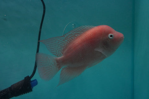 #2 *NEW (SRM) Super Red Monkey size 4.5” Male Flowerhorn