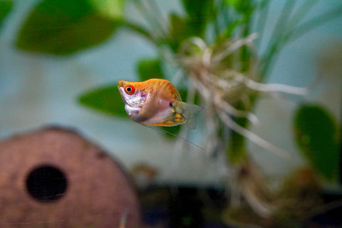 Golden Pearl Balloon Gourami