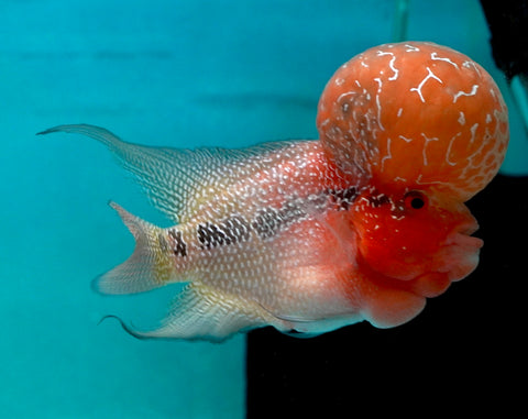 #1 Super Red Dragon Flowerhorn (Super Big Hump Head)
