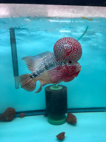 VIP Flowerhorn Red Base Super Pearl Kamfa F3 Hybrid size 6” Premium Collection Grade (High-End Flowerhorn)