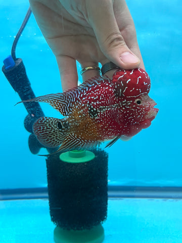 New Arrival #3 Two Tones Super Red Dragon Male Flowerhorn (SRD 2 tones color)