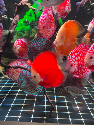 High Body “Heart Shape” Red Melon Discus size 5-6” Premium Grade Discus