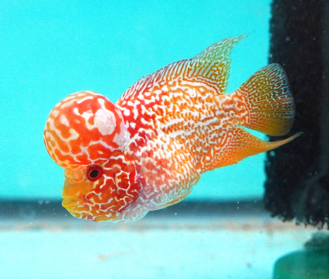 *NEW #2 Golden Base Kamfa Male Flowerhorn (Mini Size 2.5”) Potential Small Kamfa