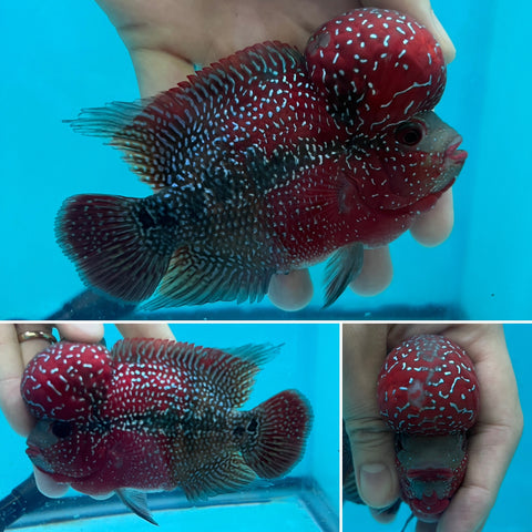 New Arrival #5 Two Tones Super Red Dragon Male Flowerhorn (SRD 2 tones color) size 4.5”-5”