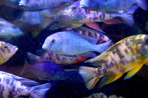 Blue Moorii Dolphin African Cichlid from Lake Malawi Size 4.5”