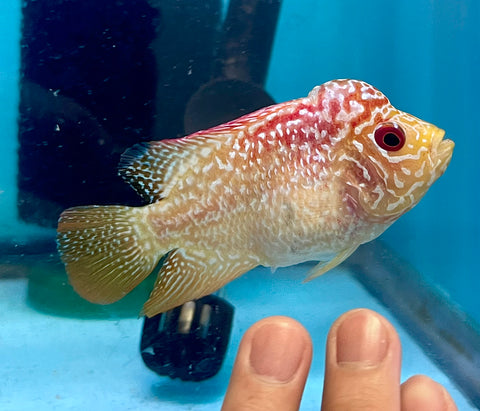 New Arrival #6 Golden Base Kamfa Male Flowerhorn (Mini Size 2.5”) Potential Small Kamfa