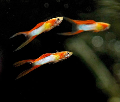 *RARE* Double Swords Red Wild Endler Guppy