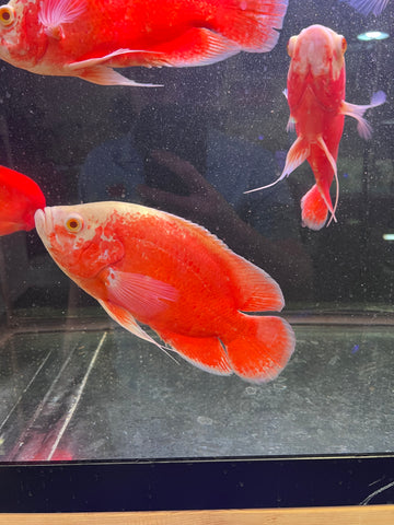 Super Red Chili Oscar Size Large 9”-10”
