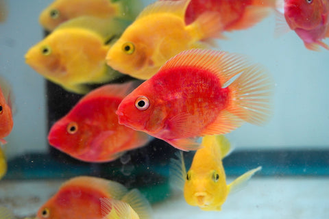 Super Bloody Parrot Cichlid - Size 3”