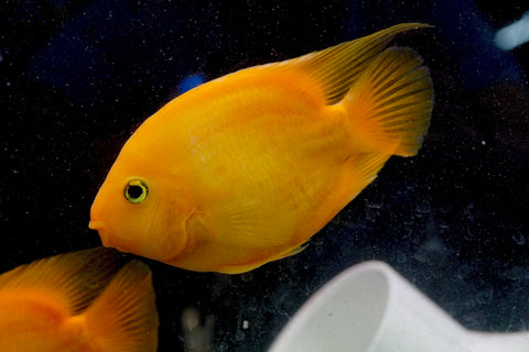 Golden Yuanbao Parrot Fish - Ground Body Parrot Cichlid  - Size 5-6” Premium Grade A