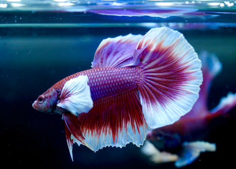 Dumbo Lavender Butterfly Over Halfmoon - Live Aquarium Male Betta Fish