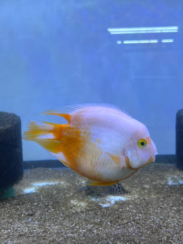 Rare Golden Koi Parrot Fish(Panda) Ground Body Parrot Cichlid (White and Yellow) - Size 5-6” Premium Grade A+