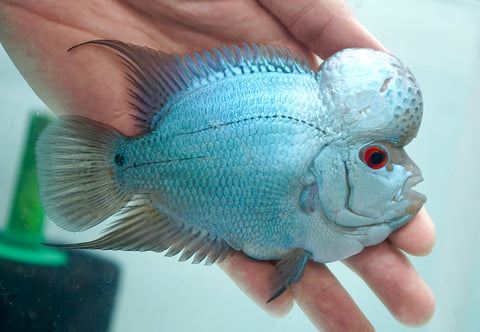 Thai Silk Male Flowerhorn size 4.5”