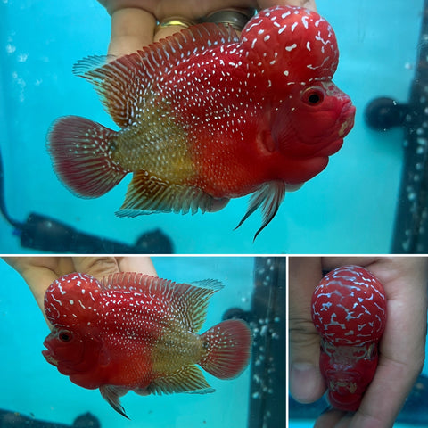 New Arrival #7 Two Tones Super Red Dragon Male Flowerhorn (SRD 2 tones color)